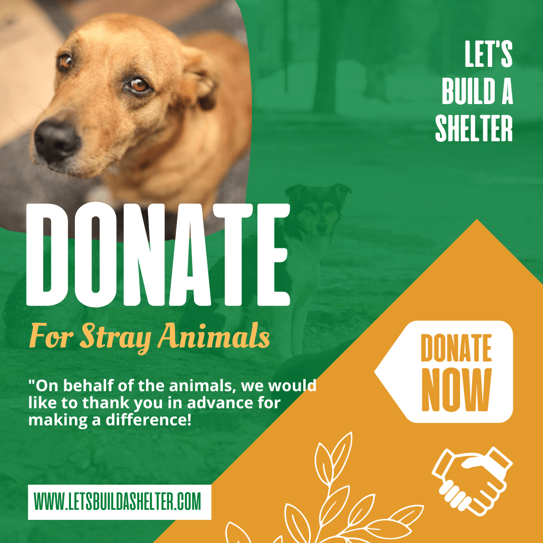 Donate For Stray Animals Atelier Nui Timeless Kimonos